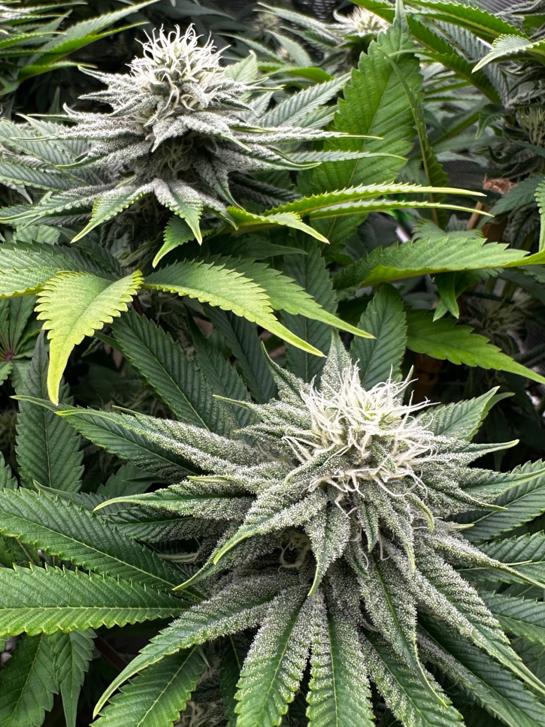 Cannabinoïdes de synthèse et faux CBD : comprendre les risques pour faire les bons choix